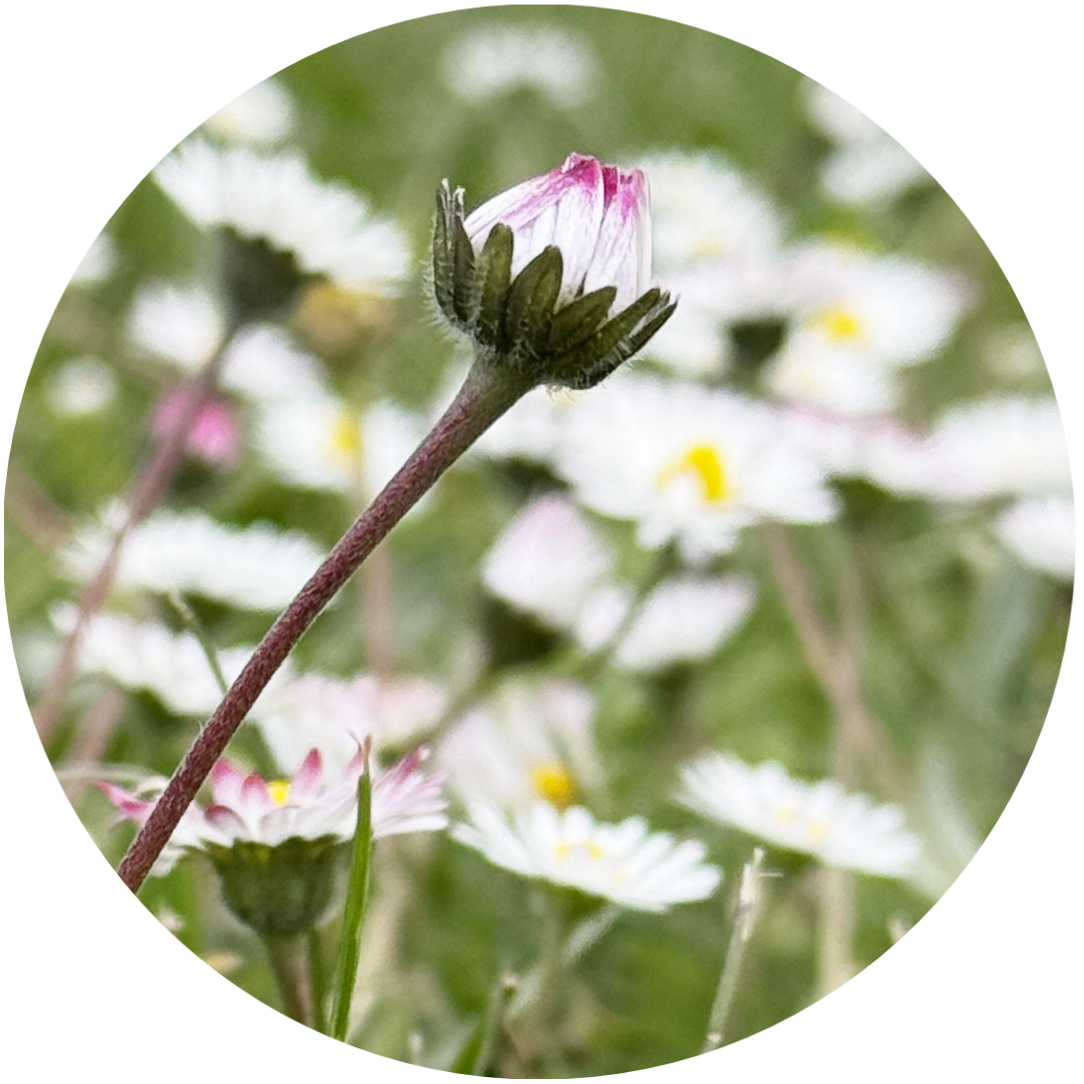 Blume maisch, ansorge_buza, mal2coaching, nuernberg